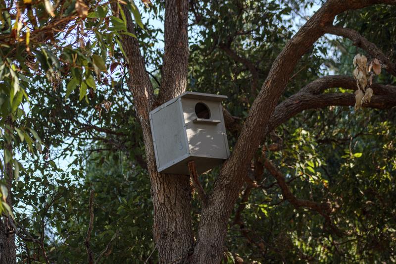 Installed Owl nest box